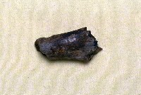 藏品(肢骨一段)的圖片